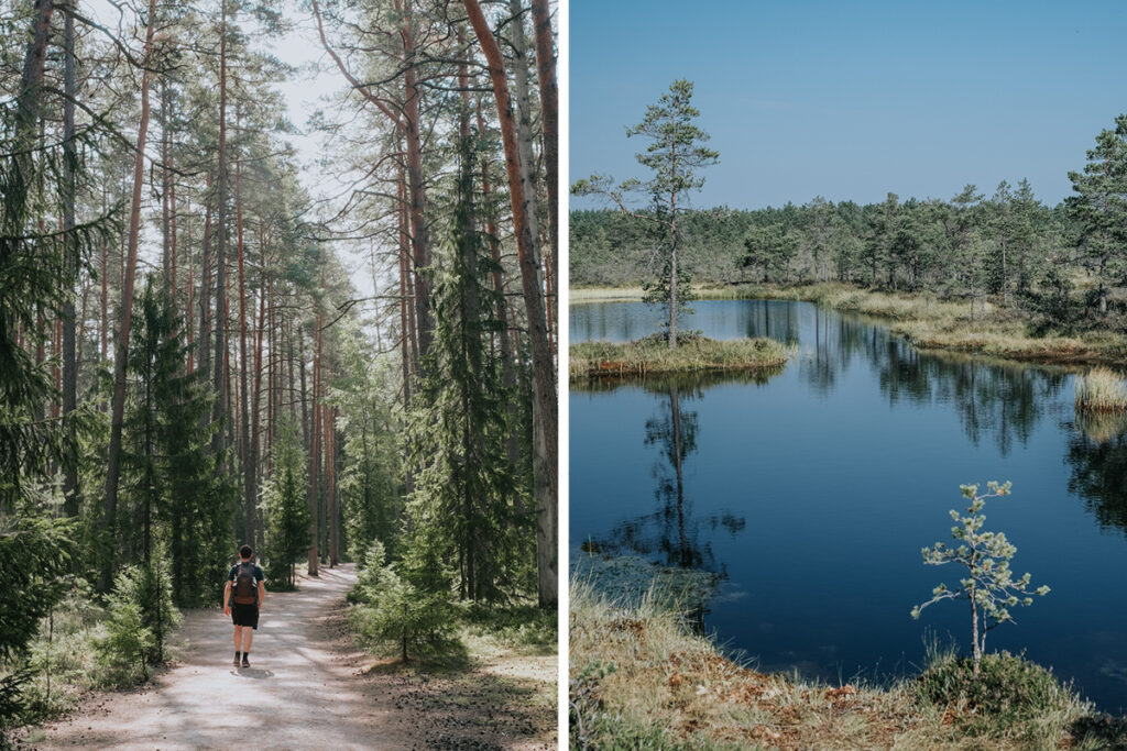 Slow travel voyage un mois autour de la Baltique Estonie Parc Lahemaa